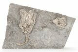 Two Fossil Crinoids (Eretmocrinus) - Iowa #214396-1